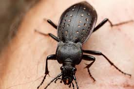 Attēlu rezultāti vaicājumam “Carabus hortensis”