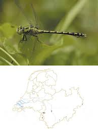 Attēlu rezultāti vaicājumam “Ophiogomphus cecilia”