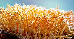 Attēlu rezultāti vaicājumam “Cordyceps”