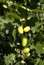Attēlu rezultāti vaicājumam “Quercus robur fruit”