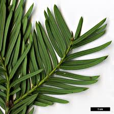 Attēlu rezultāti vaicājumam “Taxus baccata”