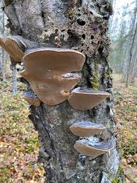 Attēlu rezultāti vaicājumam “Phellinus”
