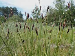 Attēlu rezultāti vaicājumam “Schoenus ferrugineus”