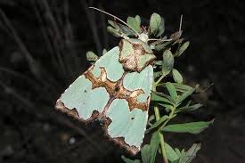 Attēlu rezultāti vaicājumam “Staurophora celsia”