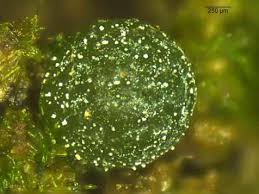 Attēlu rezultāti vaicājumam “Lycogala botrydium plasmodium”