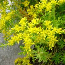 Attēlu rezultāti vaicājumam “Sedum sexangulare flower”