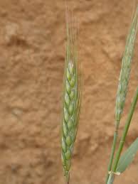 Attēlu rezultāti vaicājumam “Hordeum vulgare”