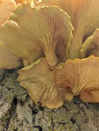 Attēlu rezultāti vaicājumam “Hyaloscypha hyalina”