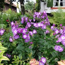Image result for Phlox (großblumig)