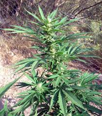 Resultado de imagen para la marihuana channel