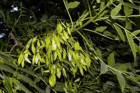 Attēlu rezultāti vaicājumam “Fraxinus excelsior”