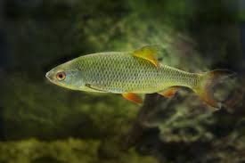 Image result for Squalius cephalus