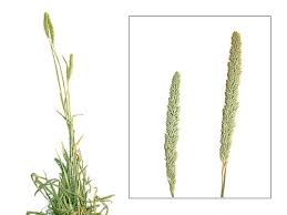 Attēlu rezultāti vaicājumam “Phleum phleoides”