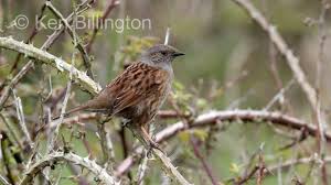 Attēlu rezultāti vaicājumam “Prunella modularis adult”