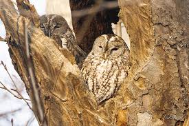 Attēlu rezultāti vaicājumam “Strix aluco female”