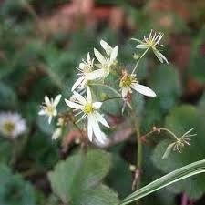 Attēlu rezultāti vaicājumam “Saxifraga cymbalaria fruit”