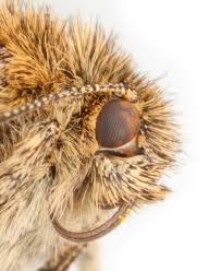 Attēlu rezultāti vaicājumam “Panemeria tenebrata”