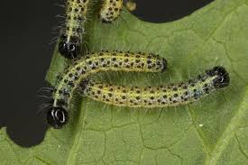 Attēlu rezultāti vaicājumam “Pieris brassicae female”