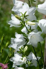 Image result for Campanula formanekiana