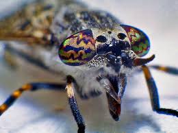 Attēlu rezultāti vaicājumam “Haematopota sp.”