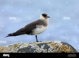 Attēlu rezultāti vaicājumam “Stercorarius parasiticus”