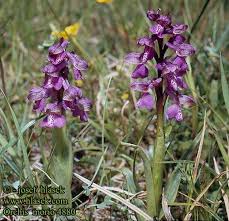 Attēlu rezultāti vaicājumam “Orchis morio”