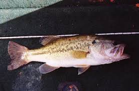 Image result for Micropterus salmoides
