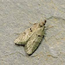 Attēlu rezultāti vaicājumam “Luquetia lobella”