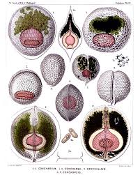 Attēlu rezultāti vaicājumam “Diderma radiatum sessile”