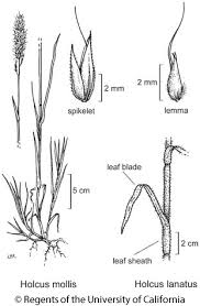 Attēlu rezultāti vaicājumam “Holcus lanatus”