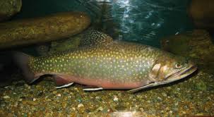 Image result for Salvelinus fontinalis