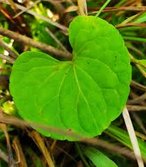 Attēlu rezultāti vaicājumam “Viola palustris leaf”