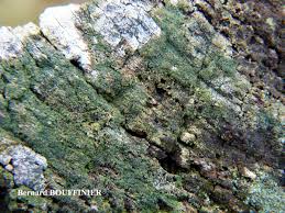 Attēlu rezultāti vaicājumam “Trapeliopsis flexuosa”