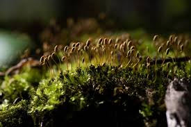 Attēlu rezultāti vaicājumam “Barbilophozia lycopodioides macro”