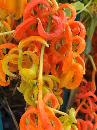 Attēlu rezultāti vaicājumam “Physalis alkekengi flower”