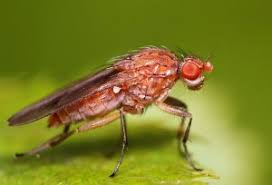 Attēlu rezultāti vaicājumam “Glischrochilus quadripunctatus imago”