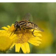 Attēlu rezultāti vaicājumam “Helophilus hybridus”