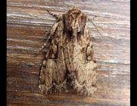 Attēlu rezultāti vaicājumam “Apamea epomidion”