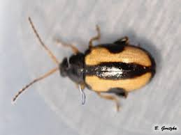 Attēlu rezultāti vaicājumam “Phyllotreta sp.”