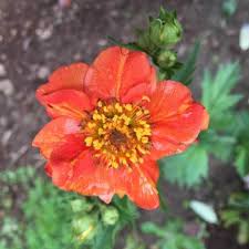 Attēlu rezultāti vaicājumam “Geum”