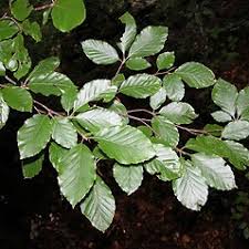 Attēlu rezultāti vaicājumam “Fagus sylvatica fo. laciniata bud”
