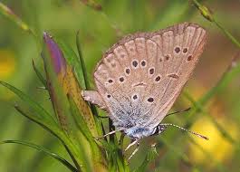 Attēlu rezultāti vaicājumam “Maculinea alcon eggs”