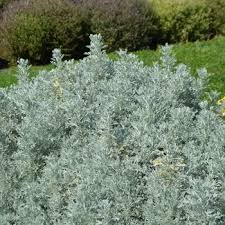 Image result for Artemisia gmelinii