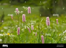 Attēlu rezultāti vaicājumam “Bistorta major flower”