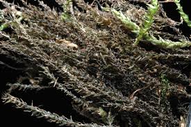 Attēlu rezultāti vaicājumam “Platyhypnidium riparioides”