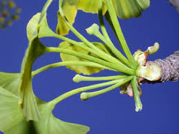 Attēlu rezultāti vaicājumam “Ginkgo biloba female flower”