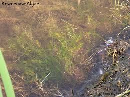 Attēlu rezultāti vaicājumam “Chara globularis”