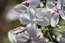 Attēlu rezultāti vaicājumam “Lunaria rediviva flower”