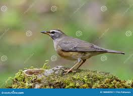 Image result for Turdus obscurus