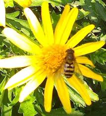 Attēlu rezultāti vaicājumam “Syrphus torvus”